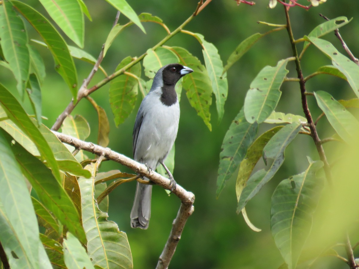Black-faced Tanager - ML80674221