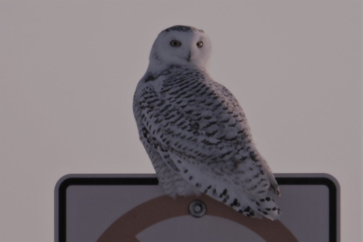 Snowy Owl - Dean Rummel