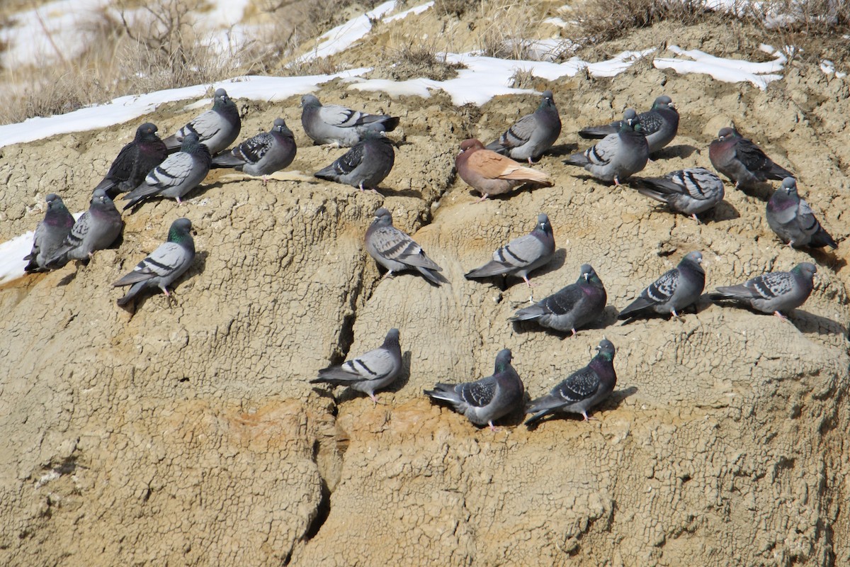 Rock Pigeon (Feral Pigeon) - ML80676811