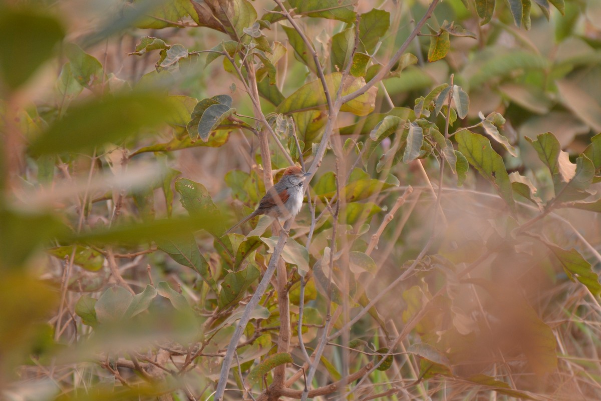 Pale-breasted Spinetail - ML80677091