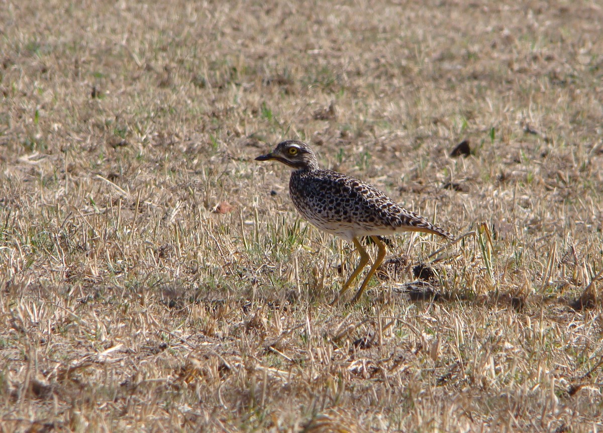 Spotted Thick-knee - Steve Patmore