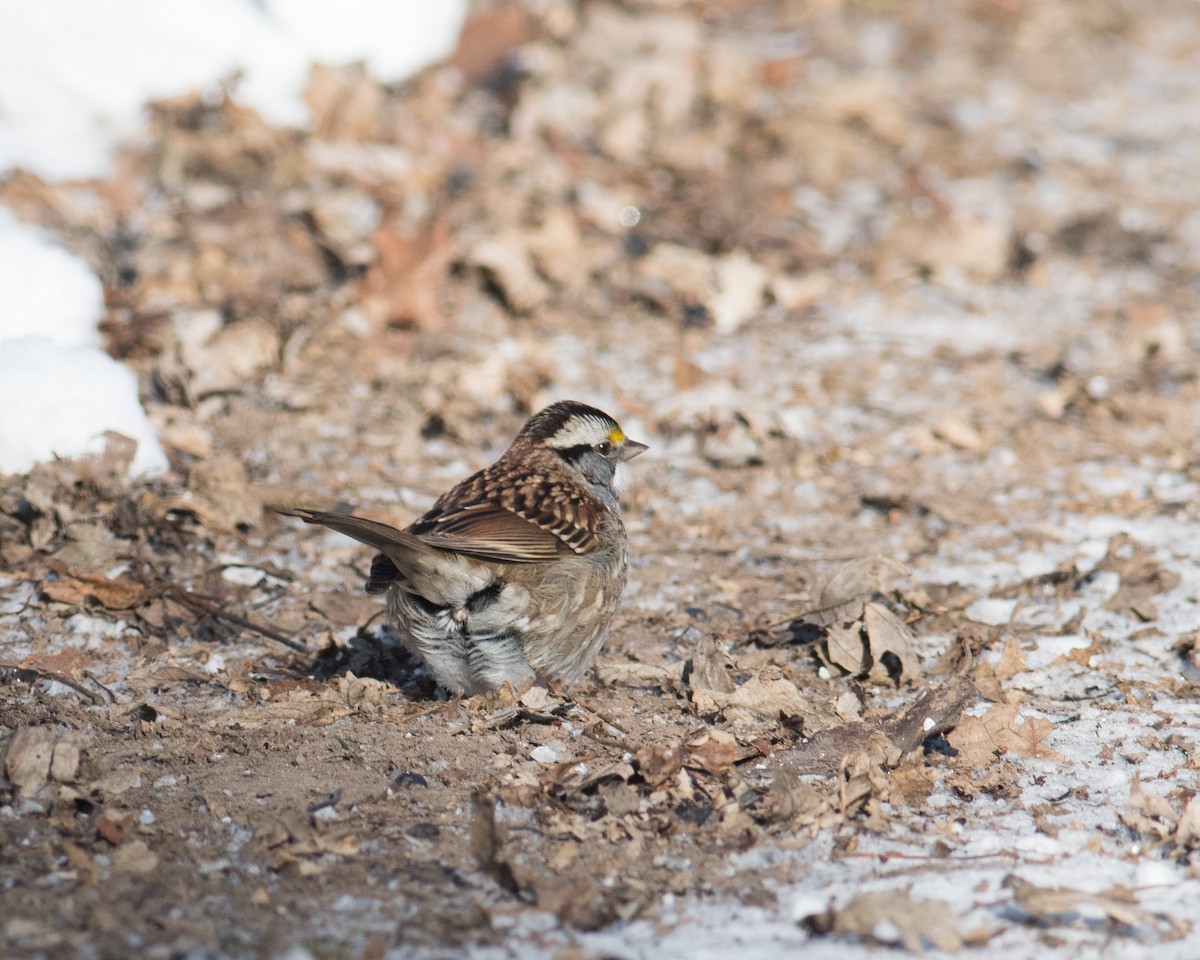 White-throated Sparrow - Rick Brown