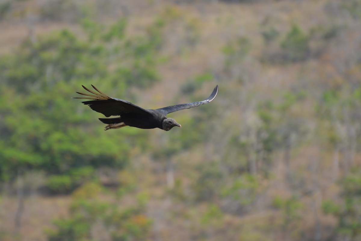 Black Vulture - Henry Cook
