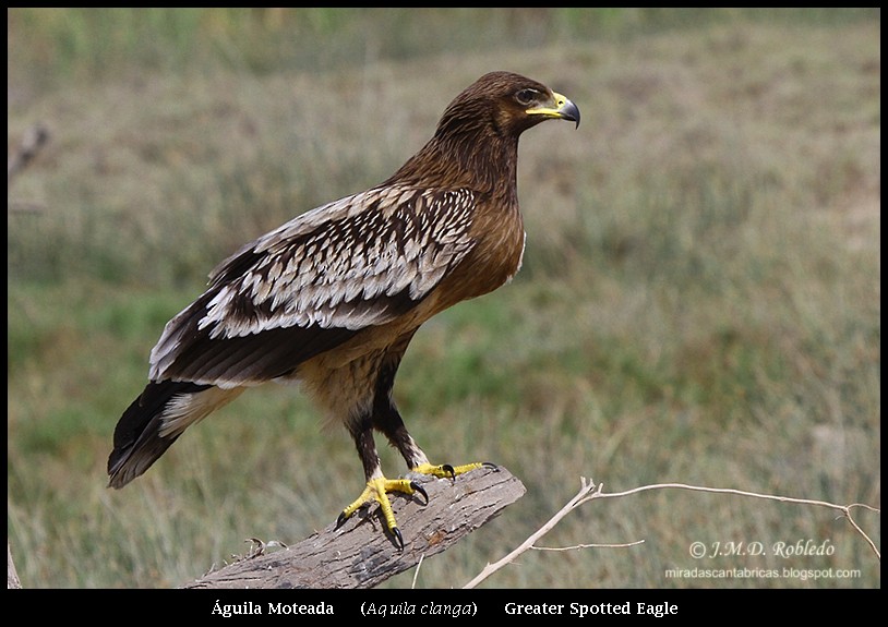 Greater Spotted Eagle - Juan María Domínguez Robledo