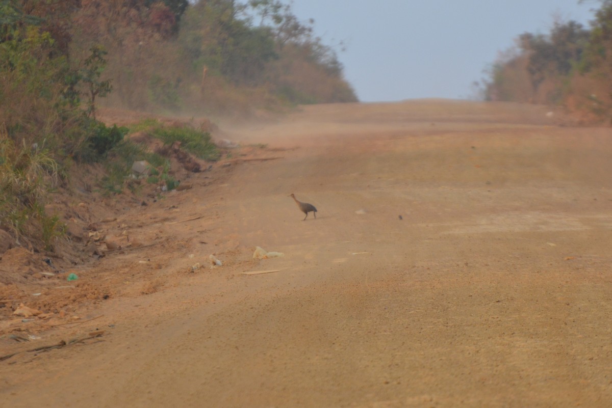 Red-winged Tinamou - ML80679541