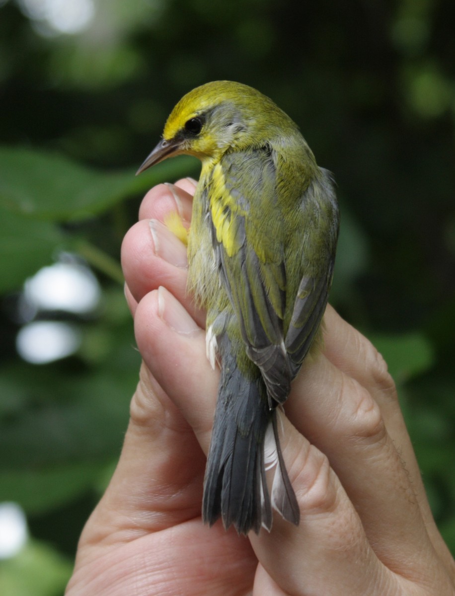 Golden-winged x Blue-winged Warbler (hybrid) - Anonymous eDipper