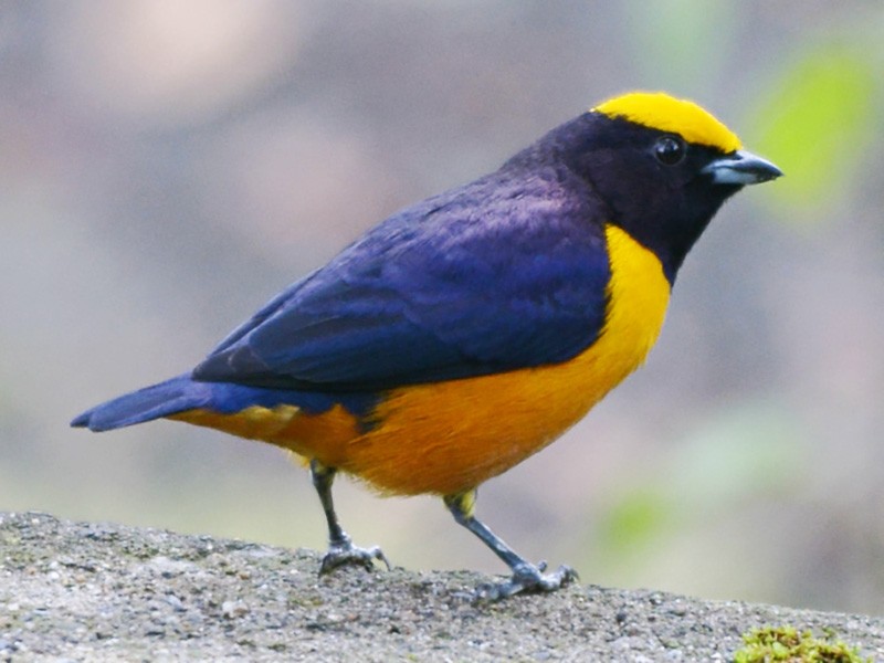 Orange-crowned Euphonia - eBird