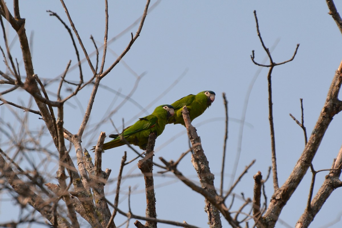 Red-shouldered Macaw - ML80680071