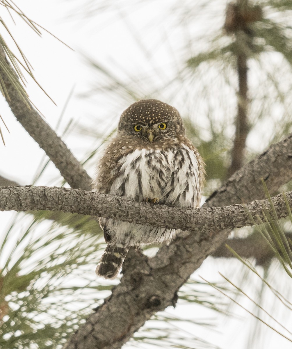 Northern Pygmy-Owl - ML80680451