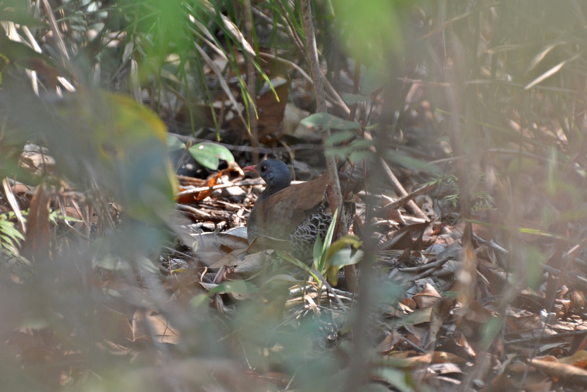 Small-billed Tinamou - Henry Cook
