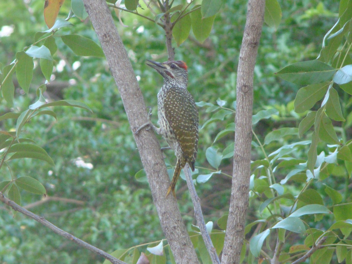 Golden-tailed Woodpecker - Steve Patmore