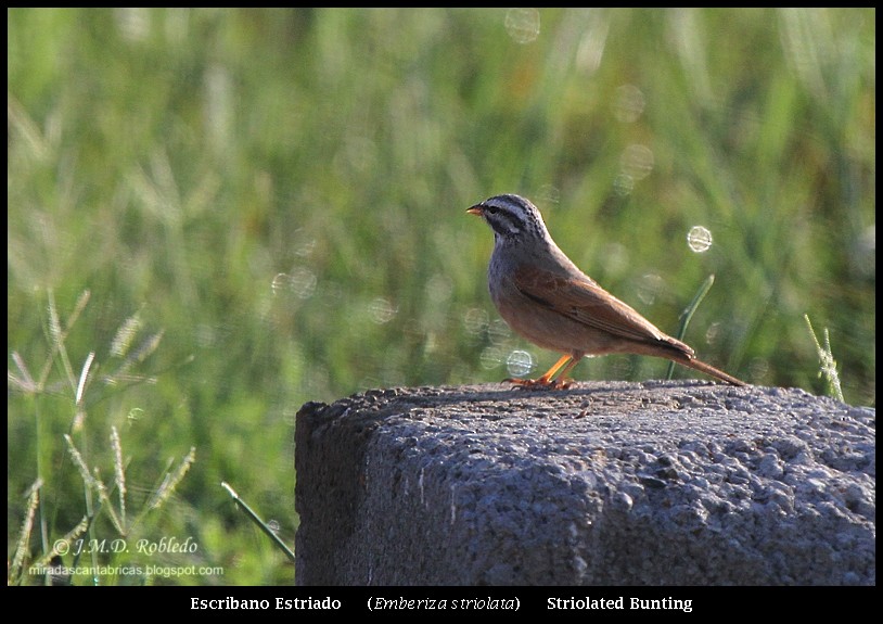 Striolated Bunting - ML80680941