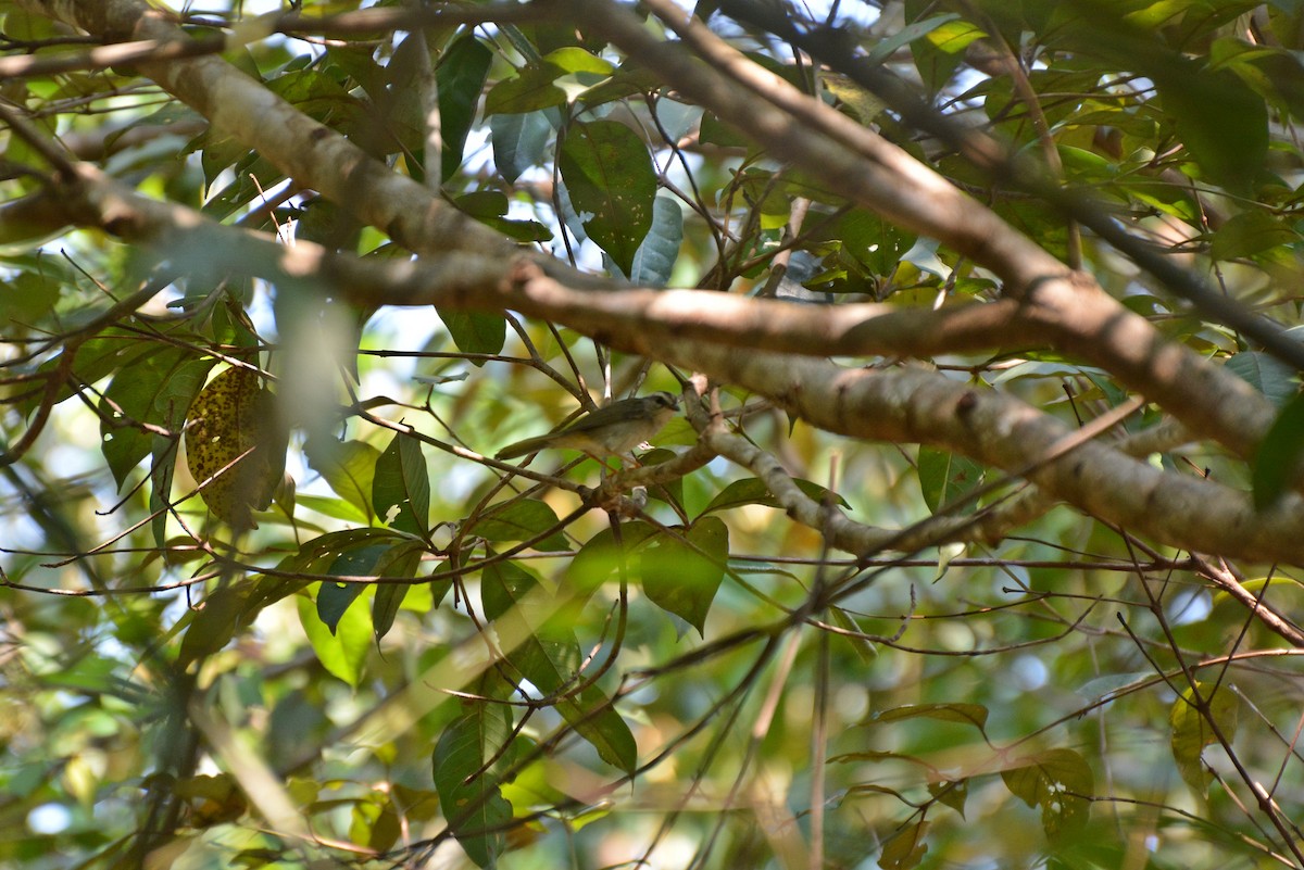 Golden-crowned Warbler - ML80681301