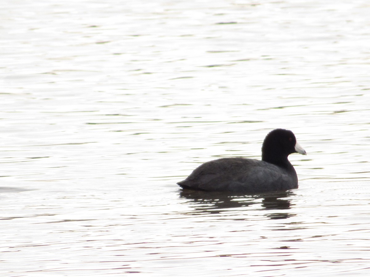 American Coot - Mary Richards