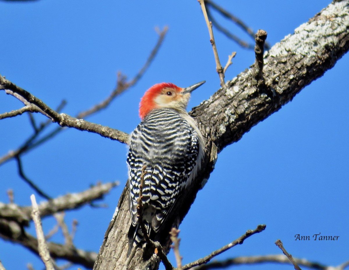 Red-bellied Woodpecker - Ann Tanner