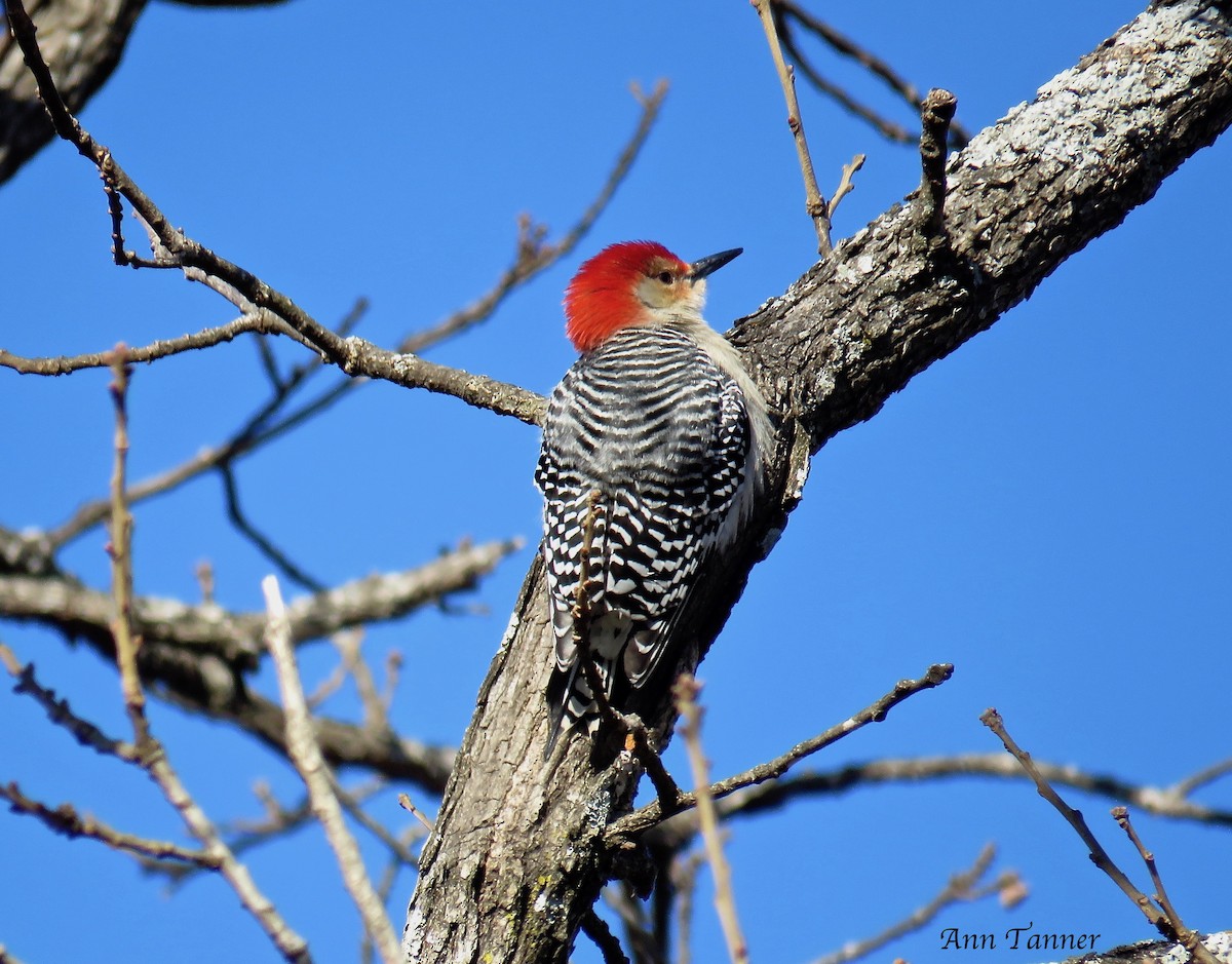 Red-bellied Woodpecker - ML80683901