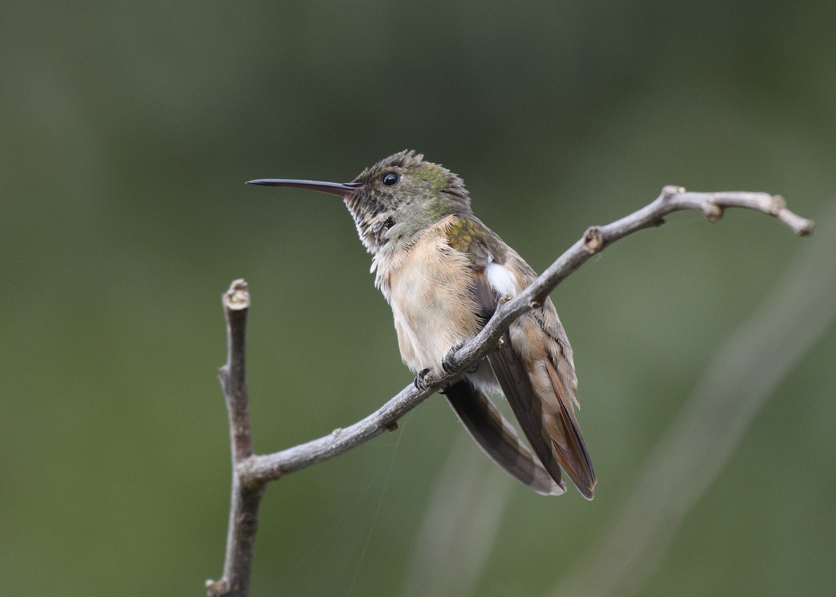 Chestnut-bellied Hummingbird - Anthony Kaduck