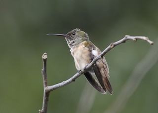  - Chestnut-bellied Hummingbird