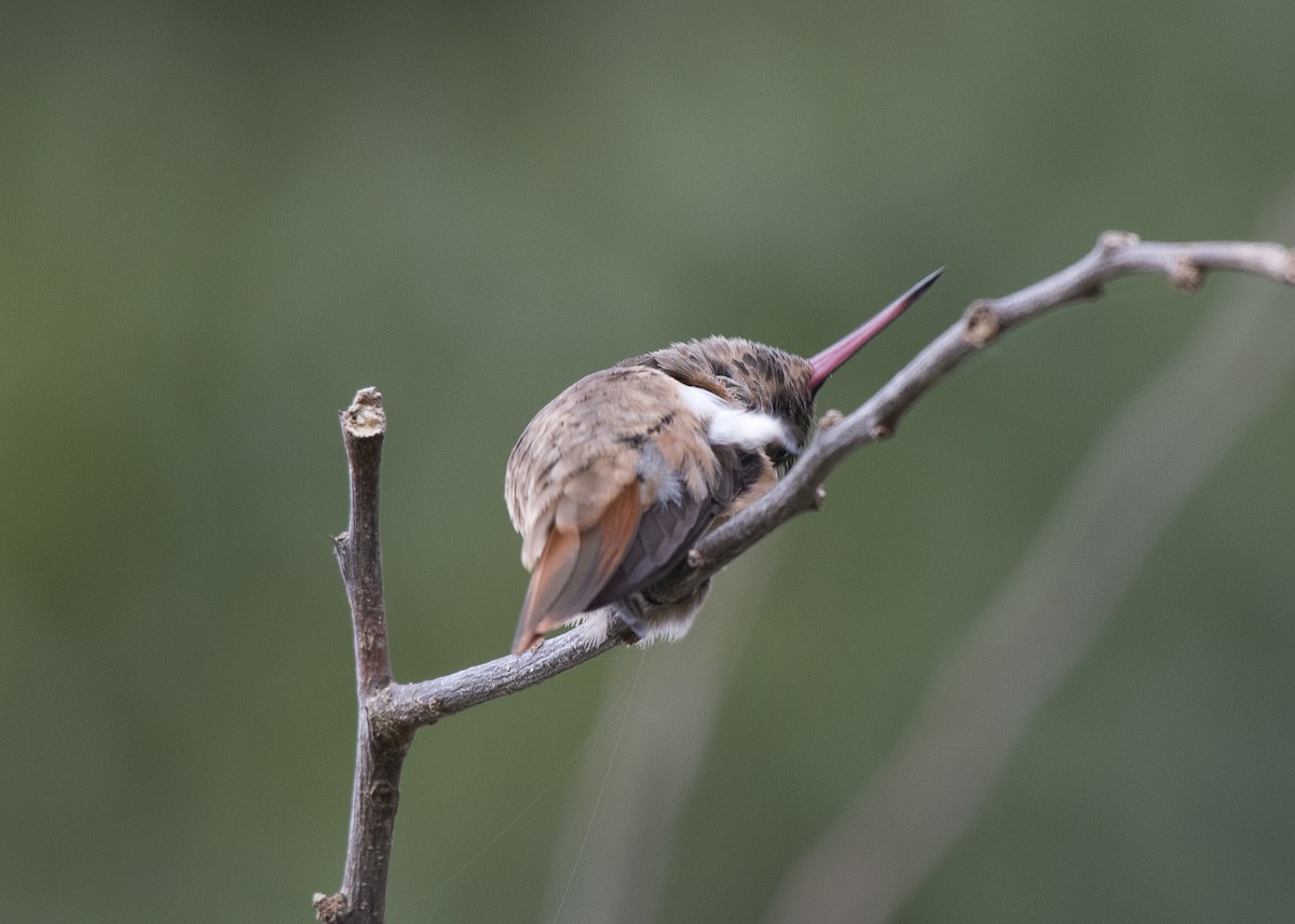 Chestnut-bellied Hummingbird - ML80685131