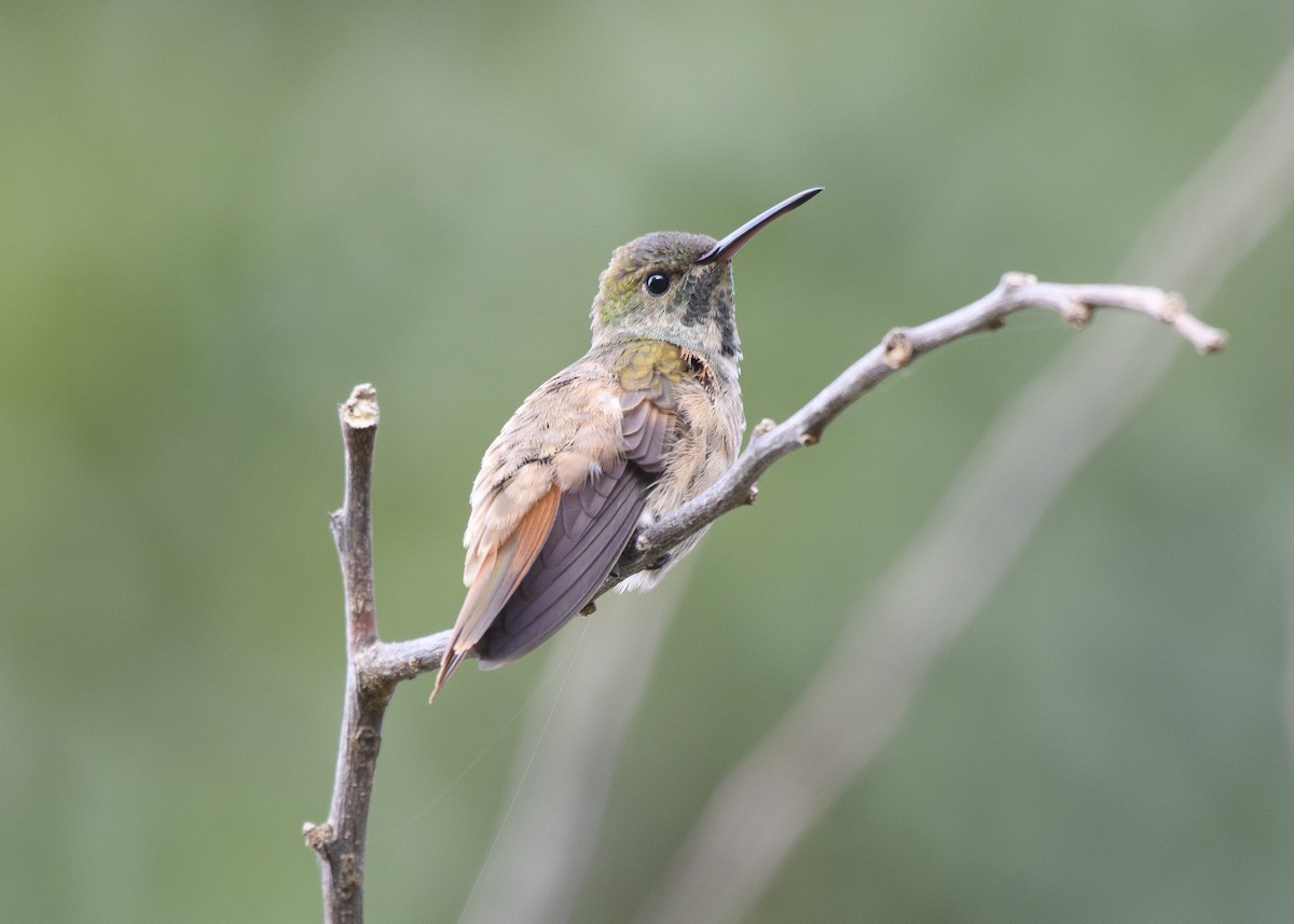 Chestnut-bellied Hummingbird - ML80685221