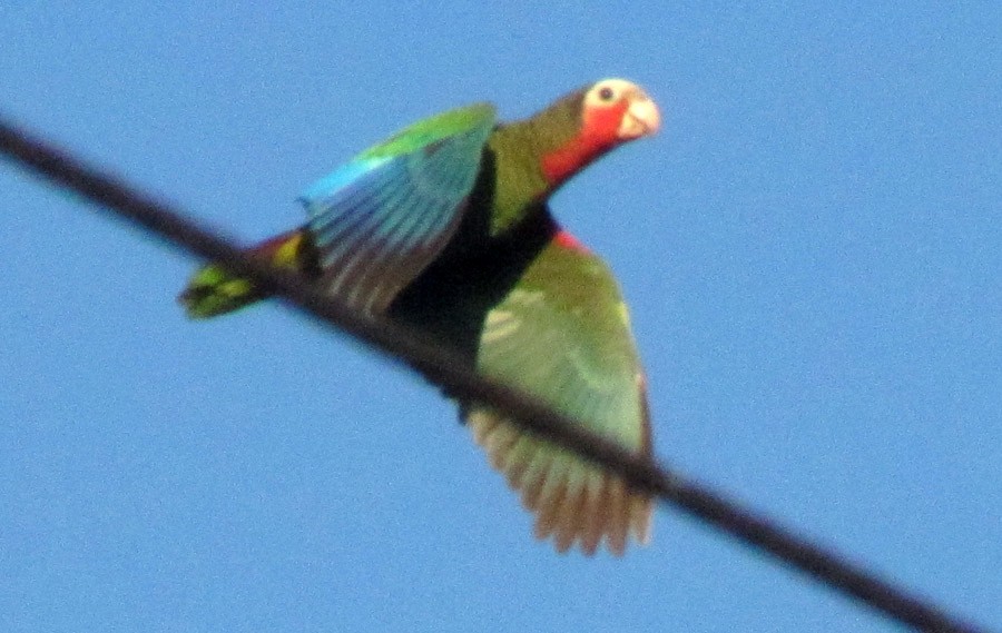 Cuban Parrot (Cuban) - Michael Butler