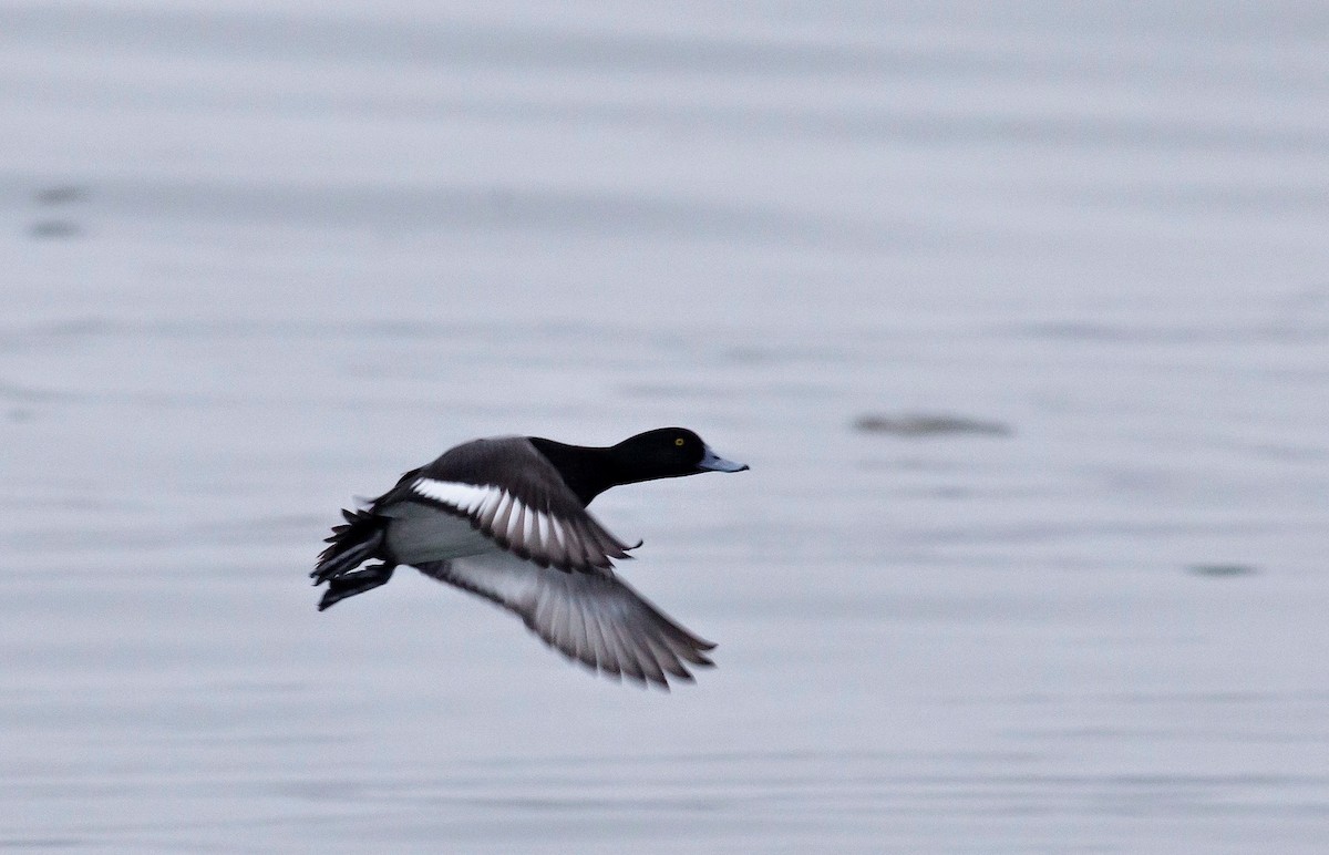 Greater Scaup - ML80687561