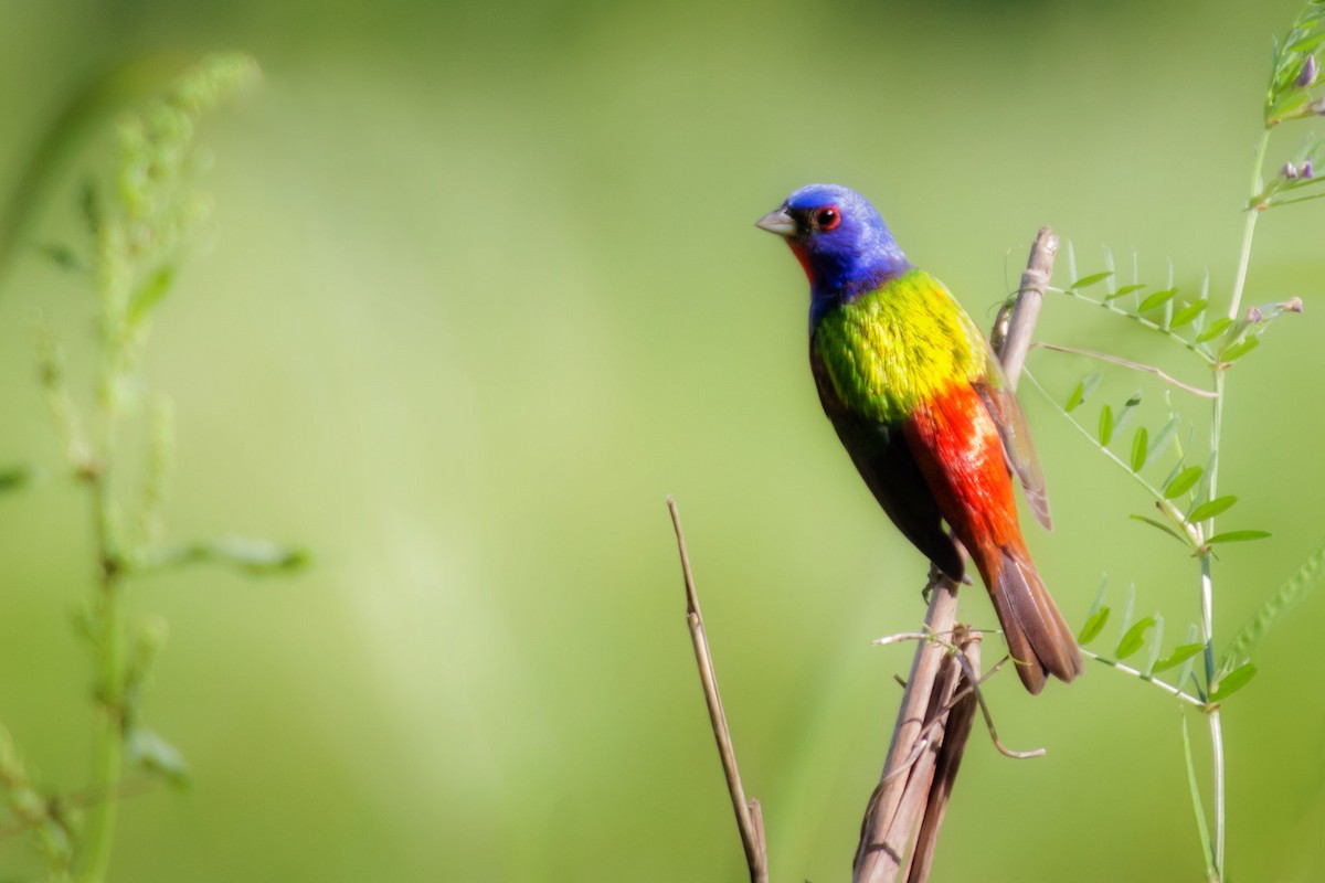Painted Bunting - ML80689821