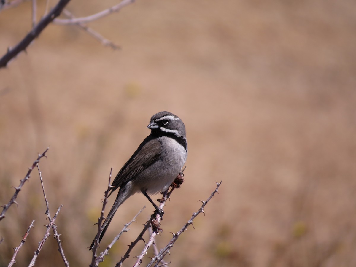 Black-throated Sparrow - Michael Butler