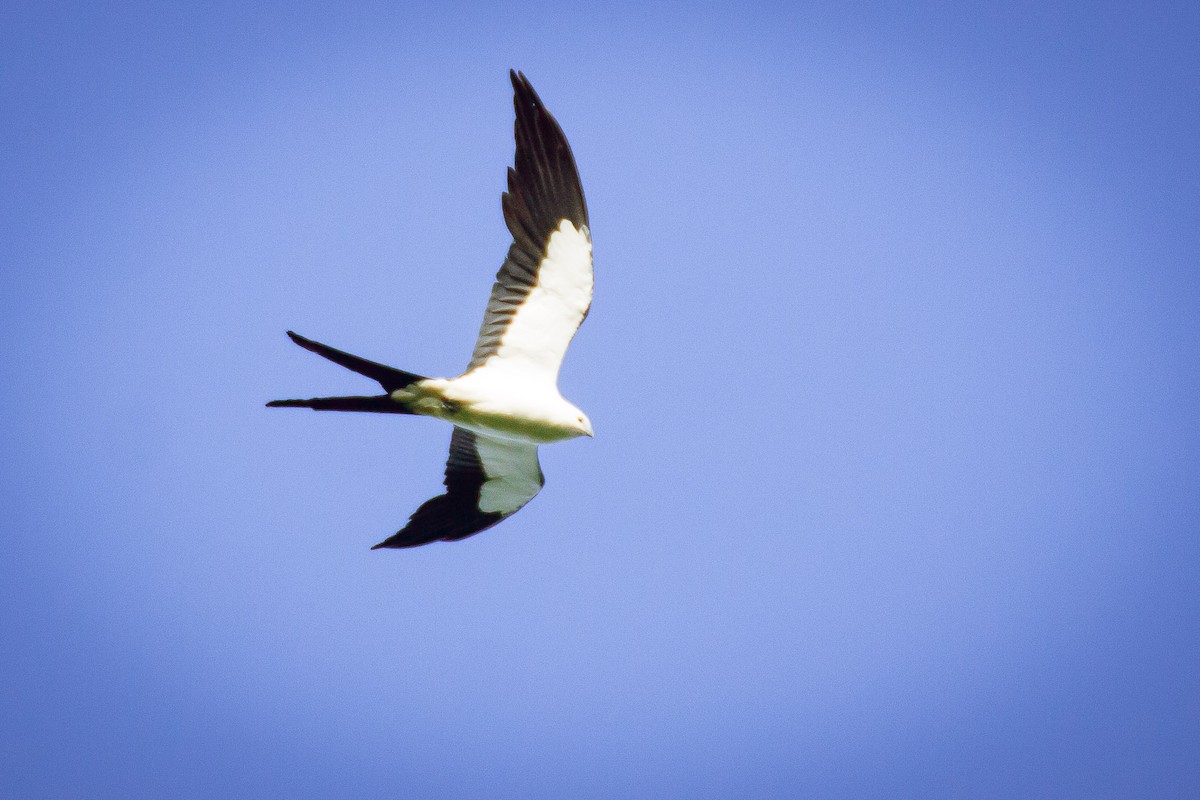 Swallow-tailed Kite - ML80690361