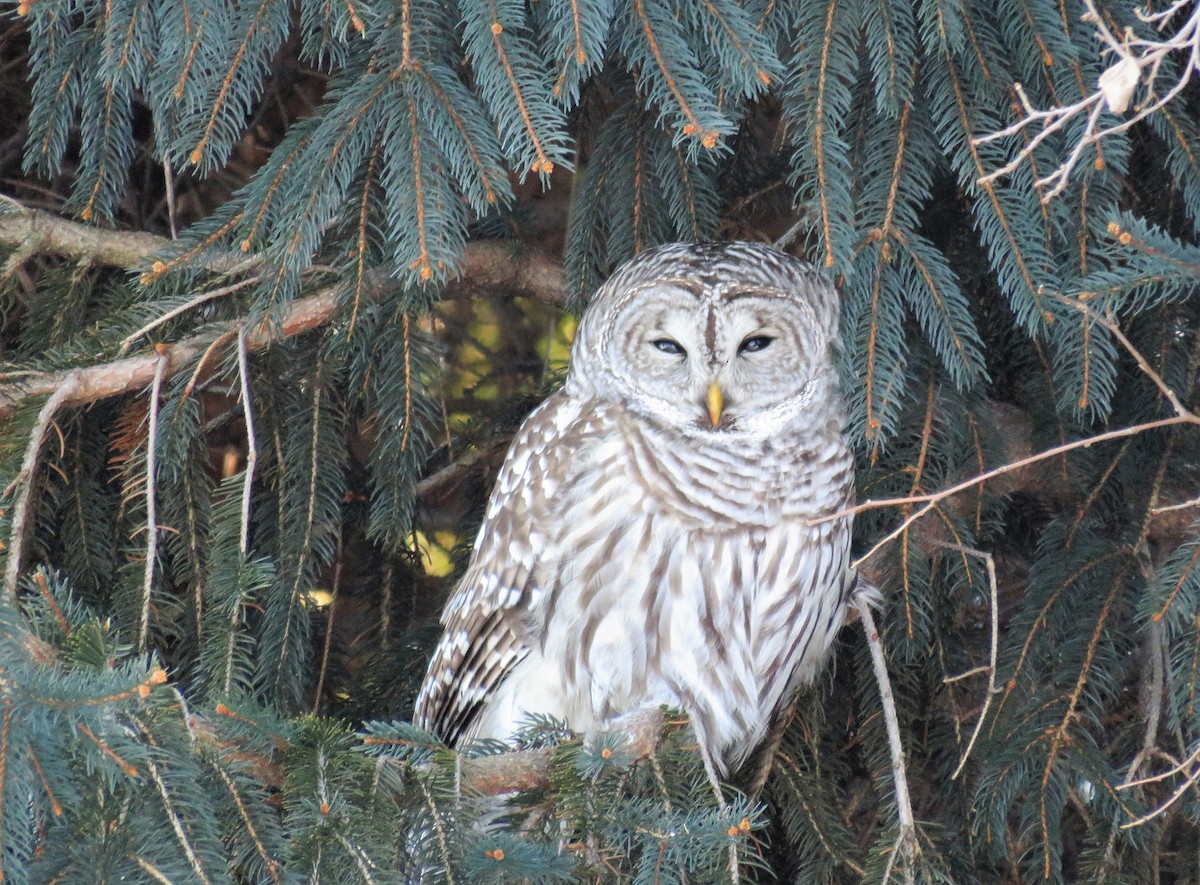 Barred Owl - Mary Guell