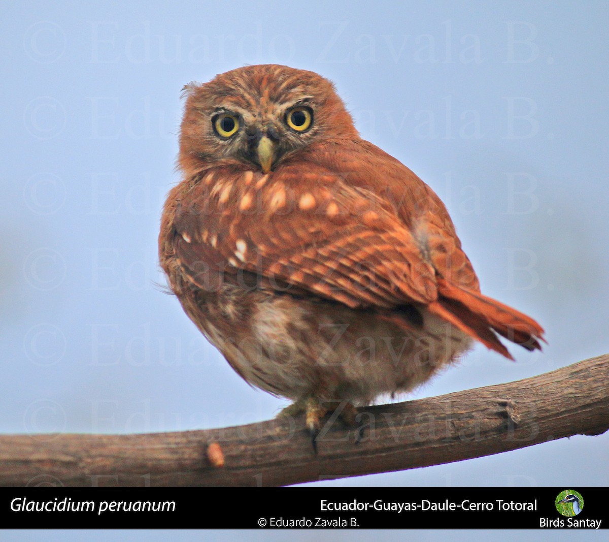 Peruvian Pygmy-Owl - Eduardo Zavala B.