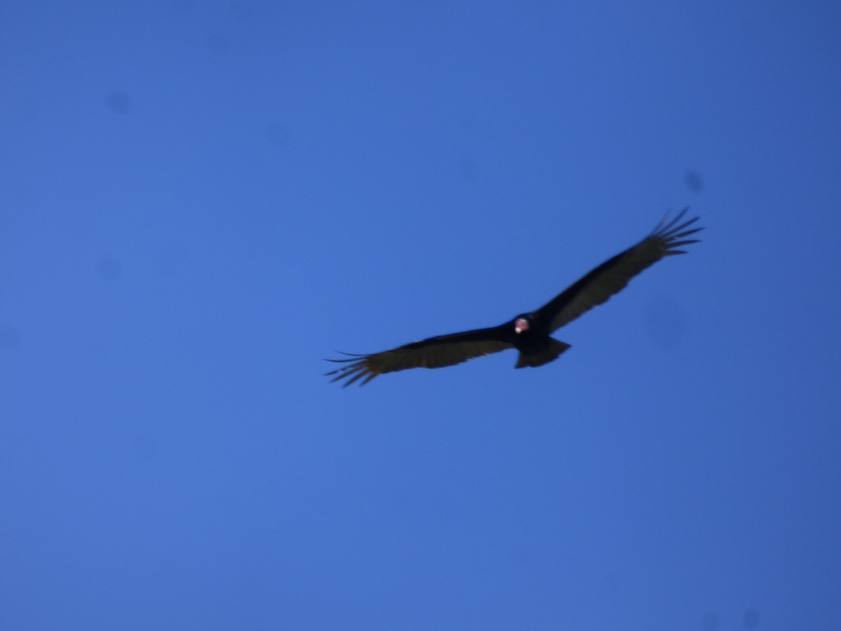 Turkey Vulture - ML80695651