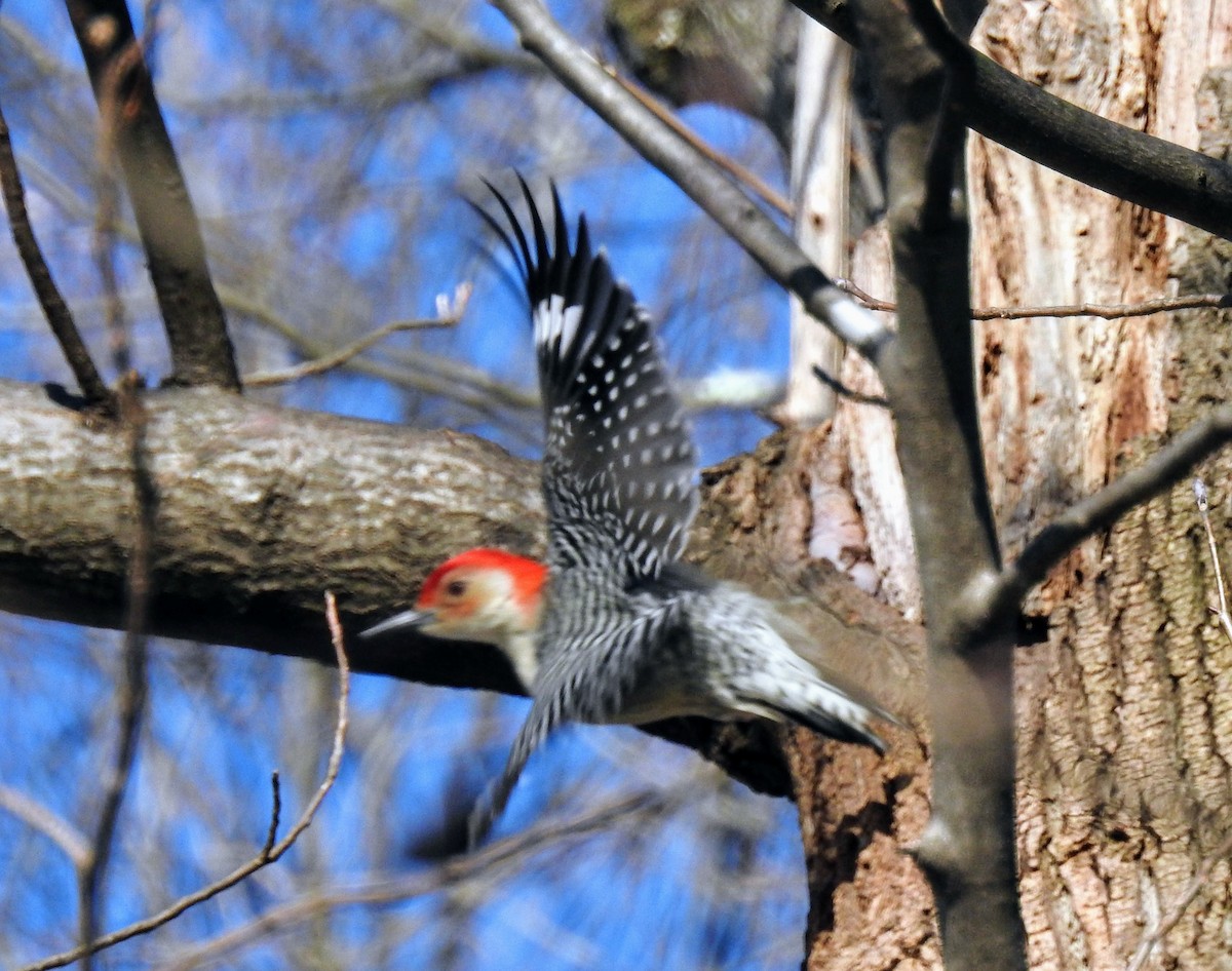 Red-bellied Woodpecker - Eric R