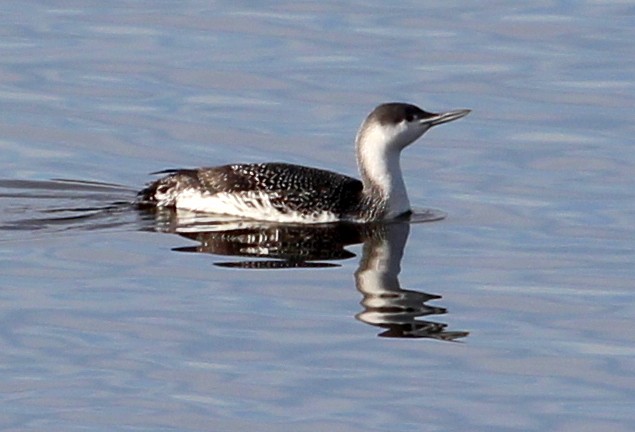 Red-throated Loon - ML80696341