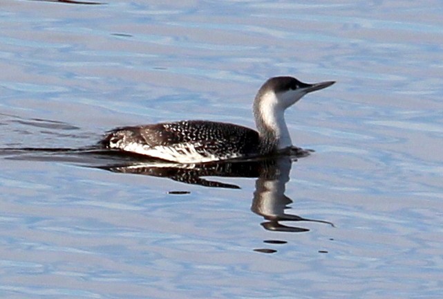 Red-throated Loon - sam hough