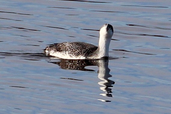 Red-throated Loon - sam hough