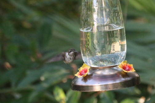 Ruby-throated Hummingbird - ML80698321