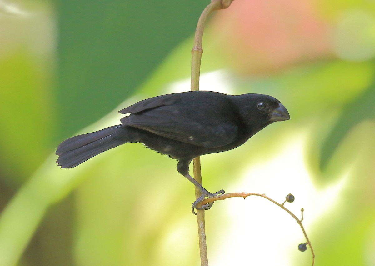 Variable Seedeater - ML80699241