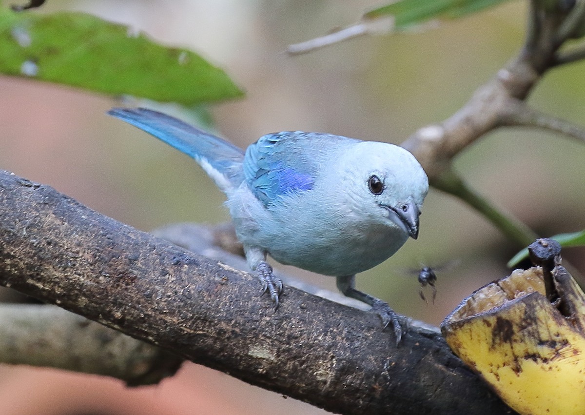 Blue-gray Tanager - ML80699441