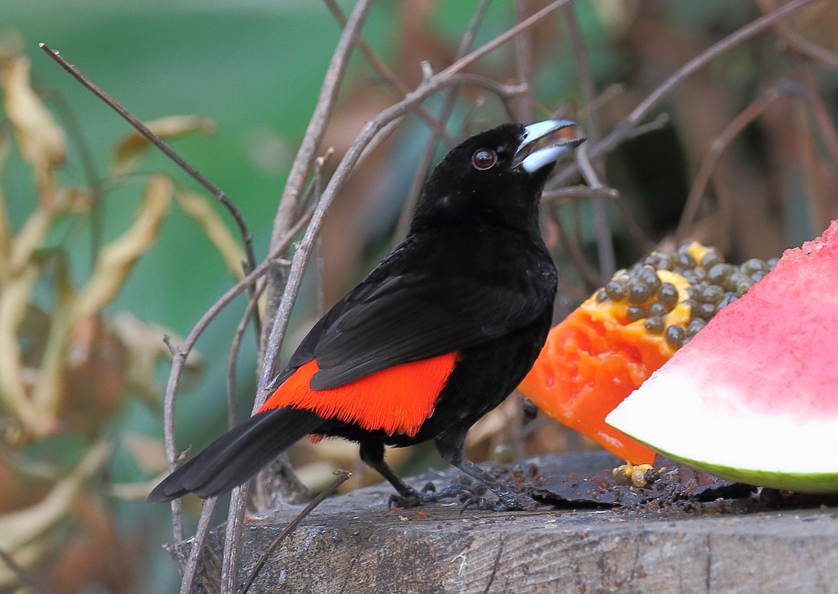 Scarlet-rumped Tanager (Passerini's) - ML80699561