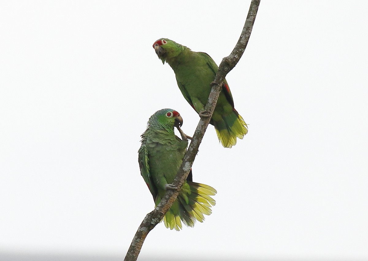 Red-lored Parrot - ML80699731