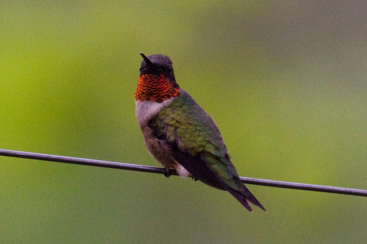 Ruby-throated Hummingbird - Donna Pomeroy
