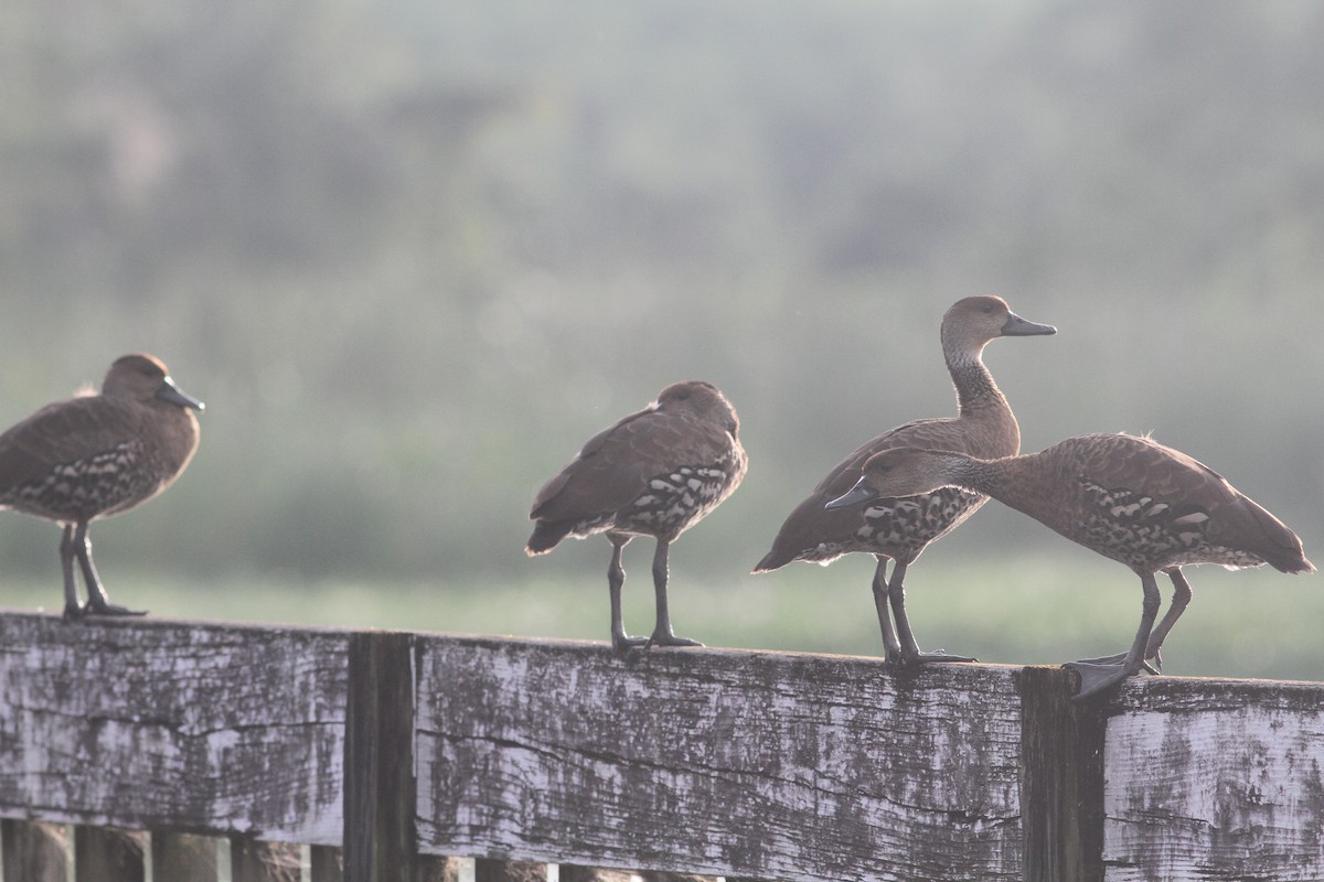 West Indian Whistling-Duck - ML80701641