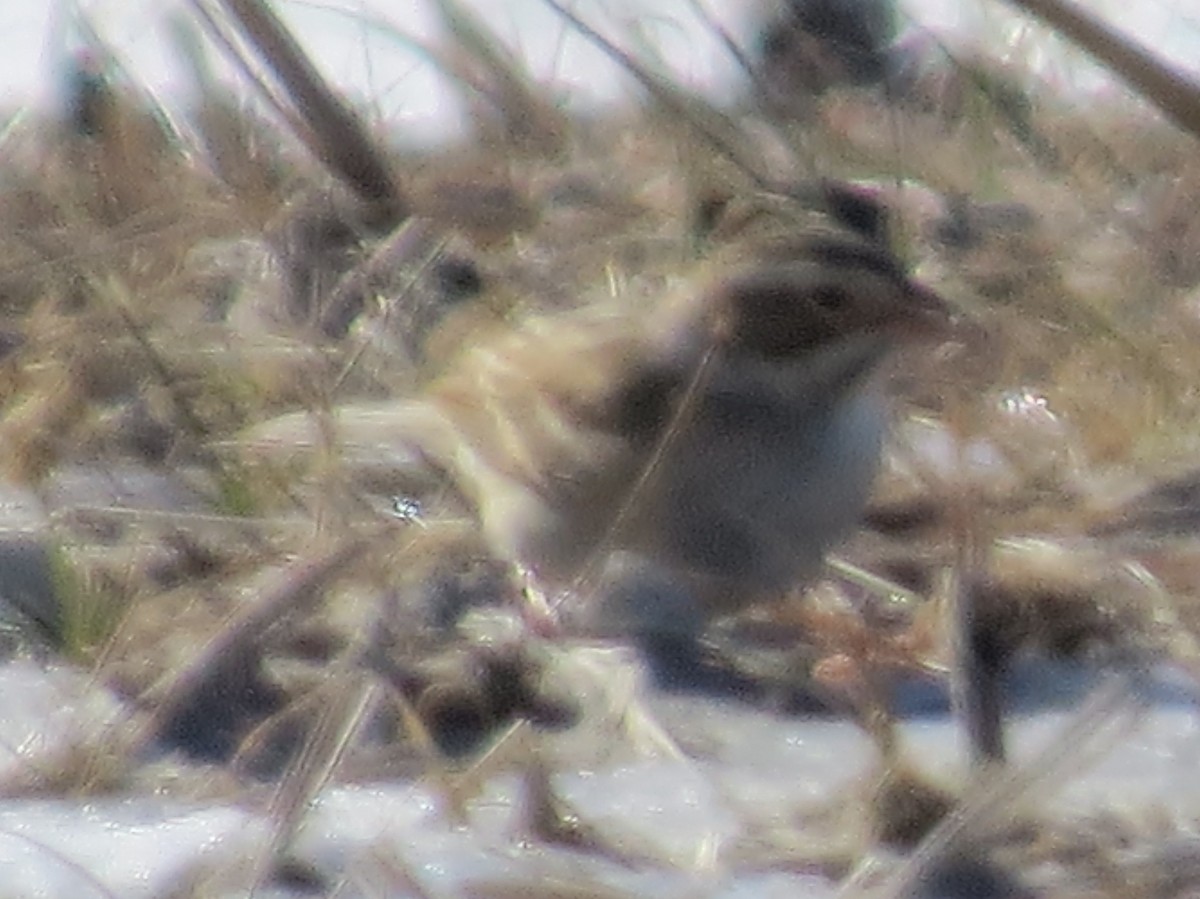 Clay-colored Sparrow - ML80703261