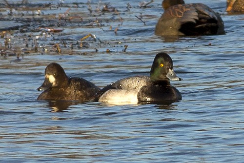 Greater Scaup - Martin Wall