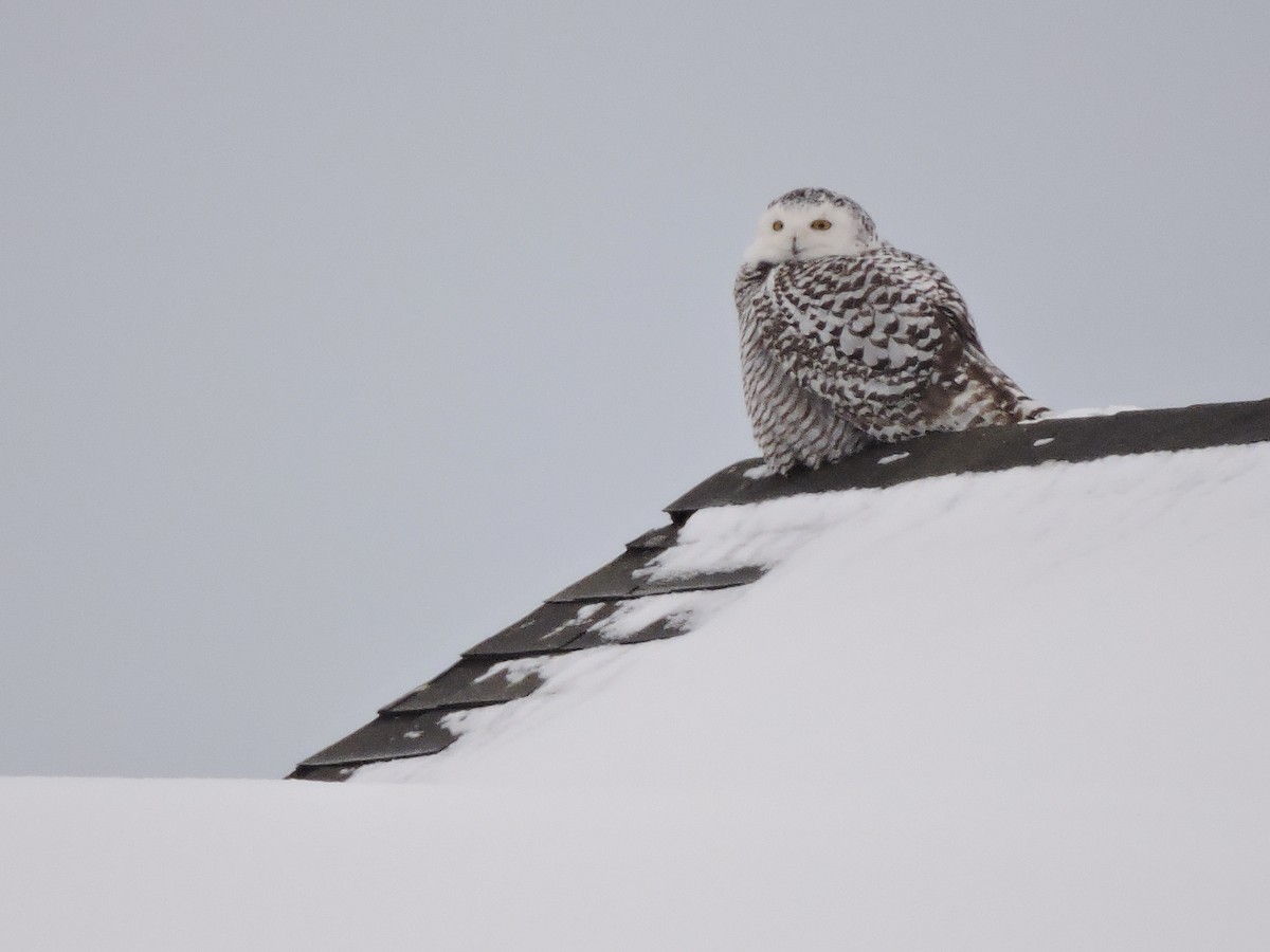 Snowy Owl - Daniel Casey