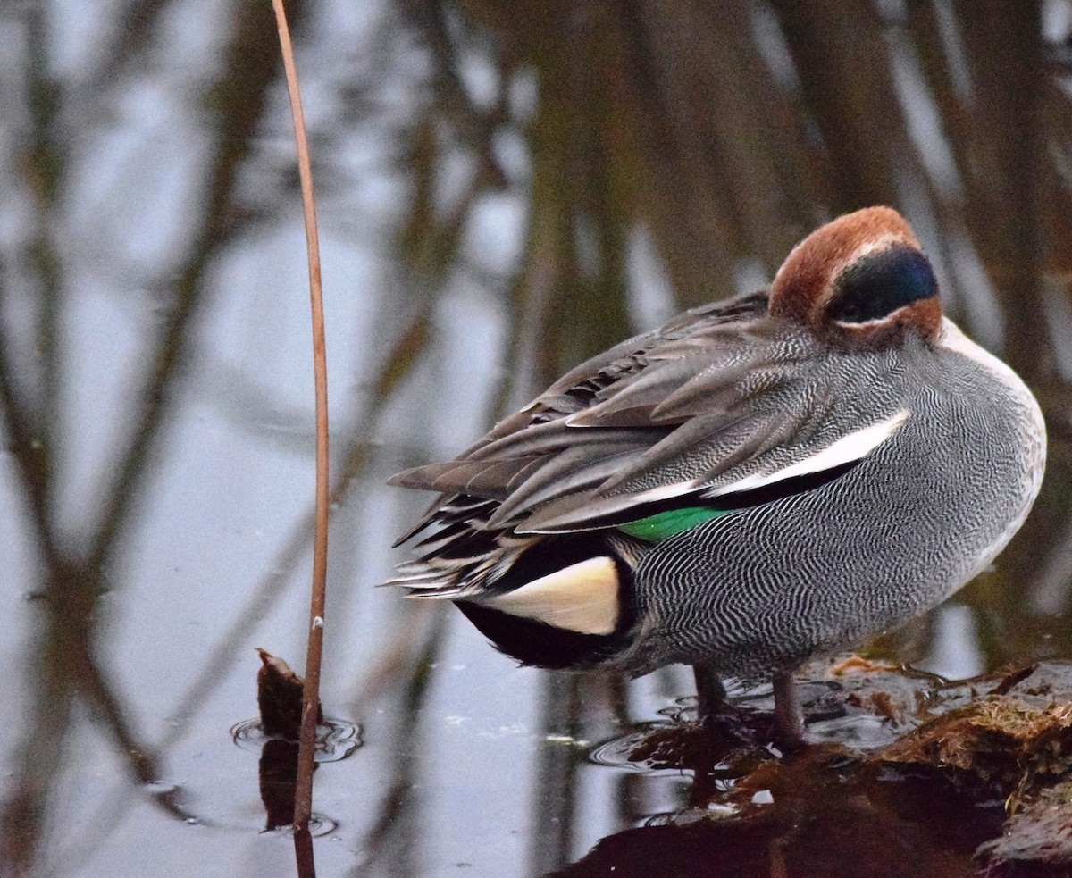 Green-winged Teal - ML80707221