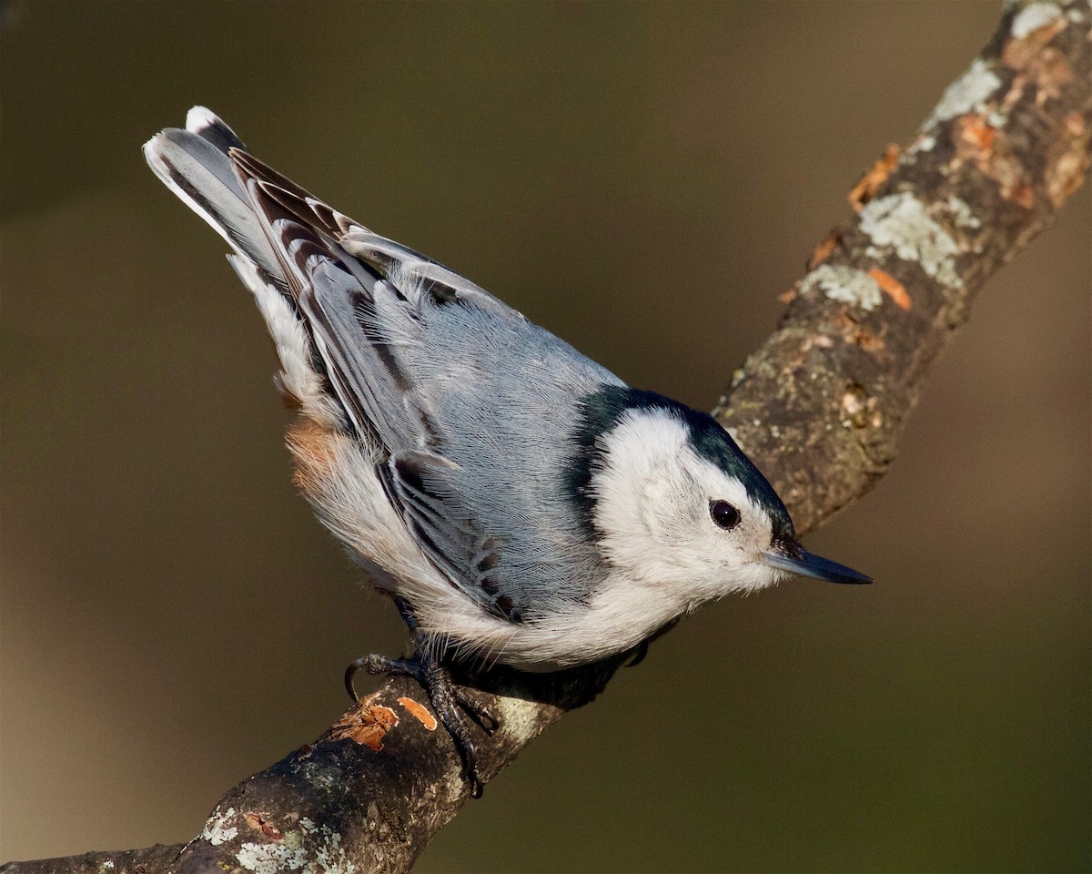 White-breasted Nuthatch - ML80707491