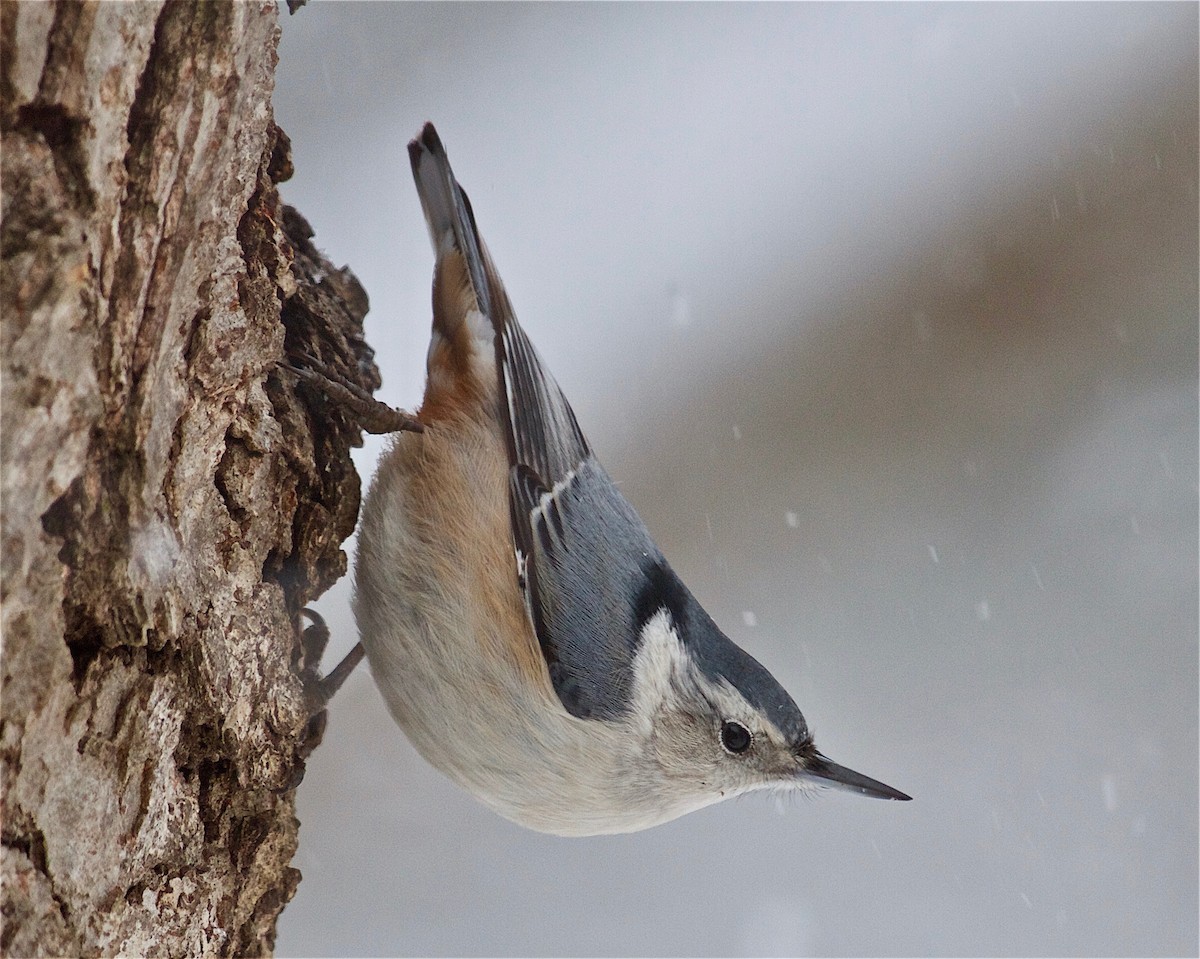 White-breasted Nuthatch - ML80707951