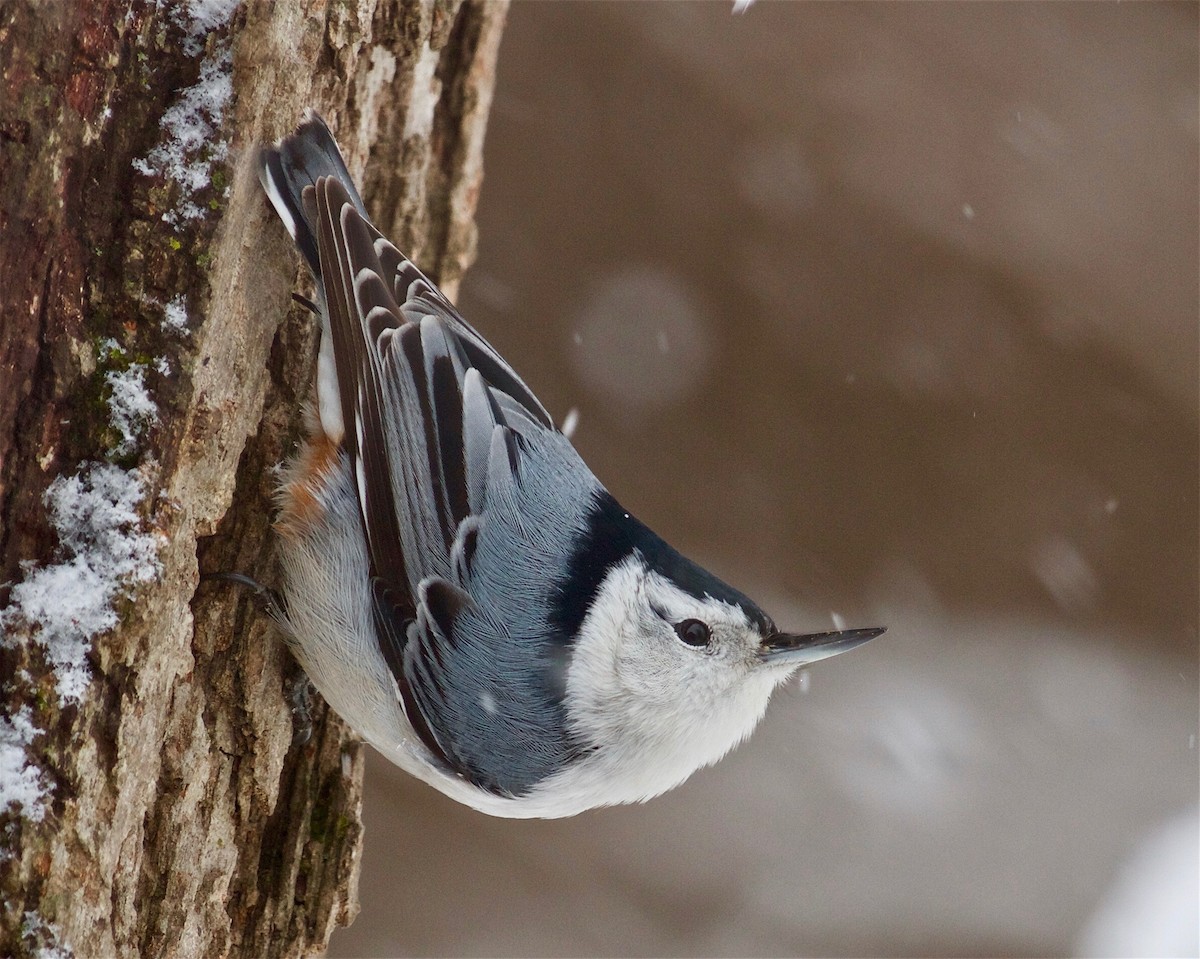 White-breasted Nuthatch - ML80707961